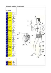 Vocabulair2 Anatomie  Le corps humain.doc