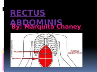 Rectus abdominis project human anatomy.pptx